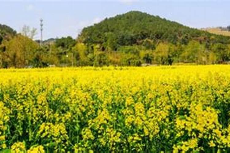 油菜小苗可以用尿素叶面喷洒花卉百科