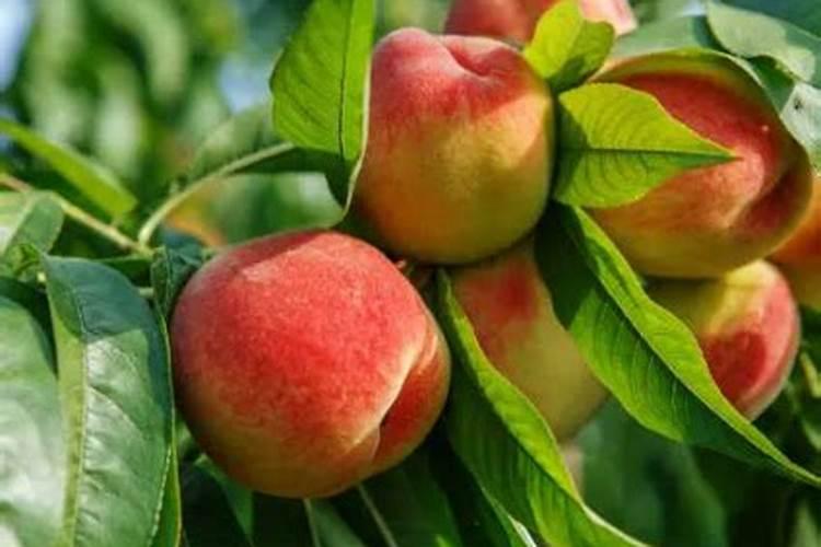 桃树施肥最佳时间