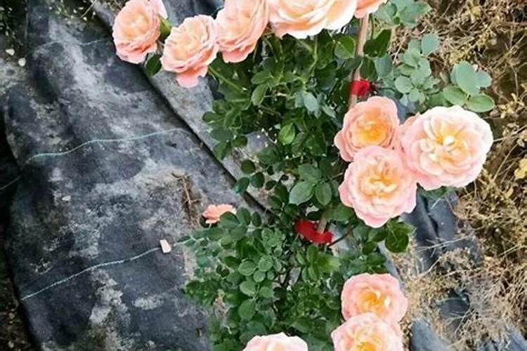 使月季开花施什么肥