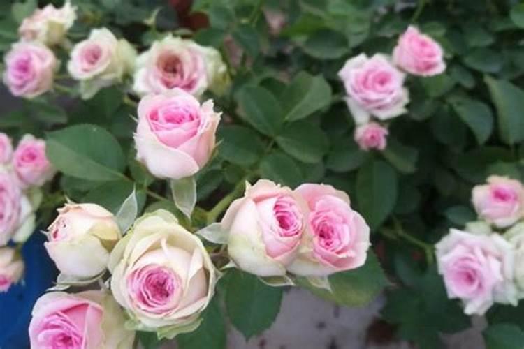 月季施肥方法和注意事项 月季花怎么施肥