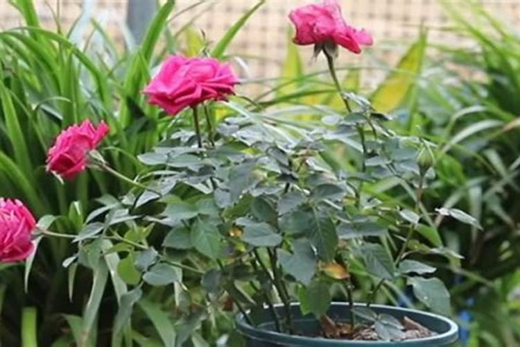 月季花怎么施肥月季施肥方法和注意事项