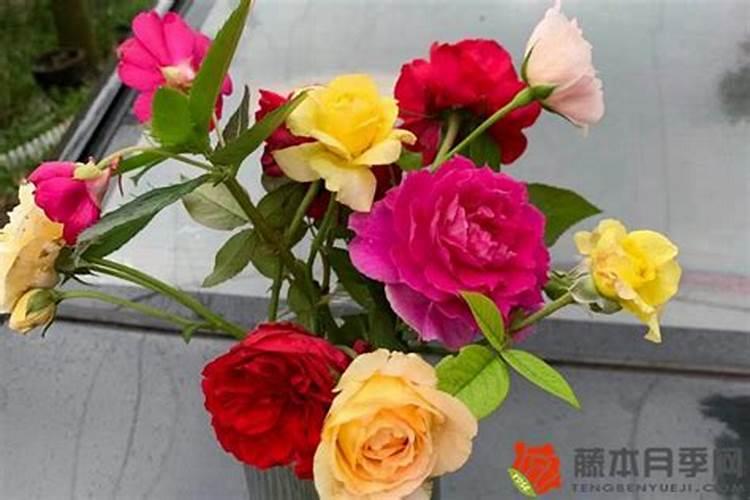 阳光玫瑰什么用中钾肥最好