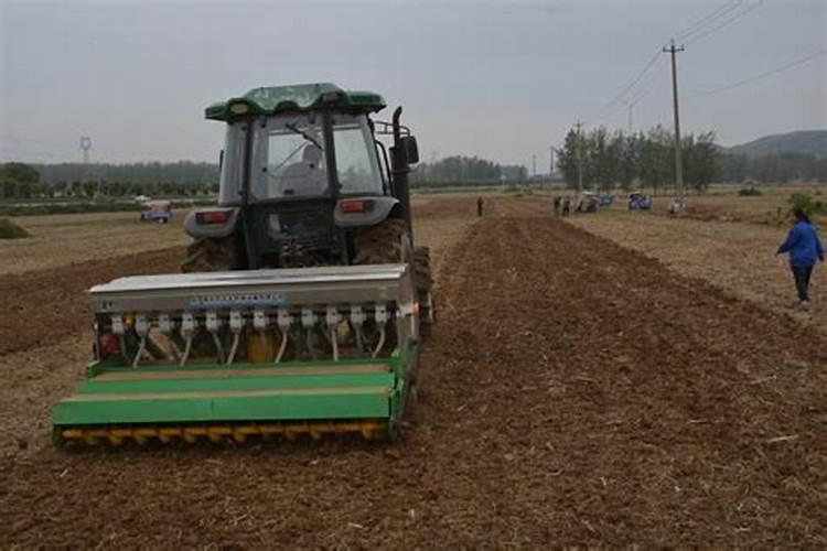 小麦种子与化肥同播行吗