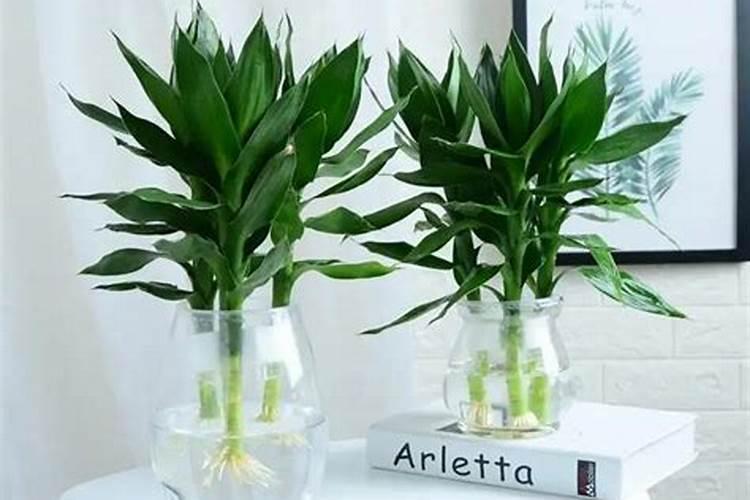 富贵竹施什么肥料长得好