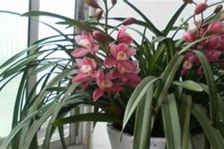 大花蕙兰怎么施肥