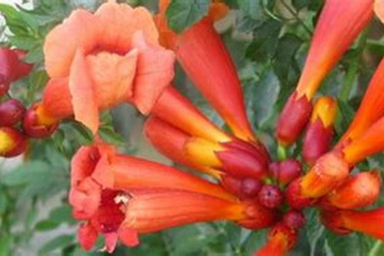 凌霄花怎么施肥,4个步骤施肥养护凌霄花