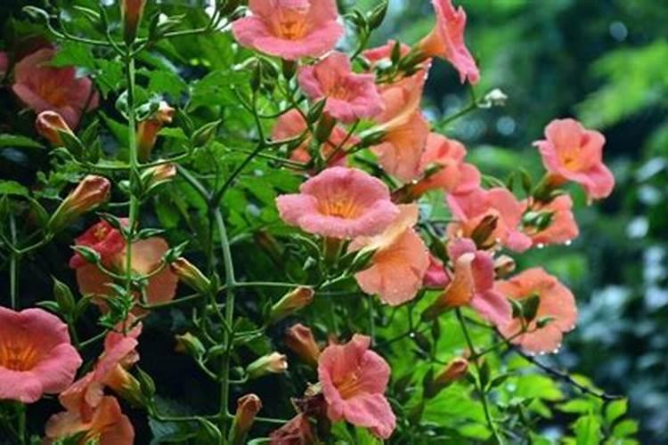 凌霄花施肥过多怎么办,什么时候施肥