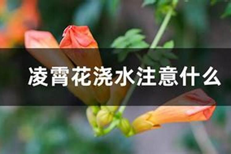 凌霄花一年当中怎样施肥 凌霄花一年当中如何施肥