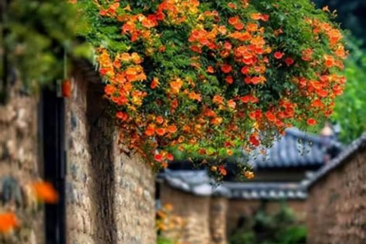 凌霄花怎么施肥