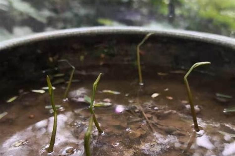 莲子种植后什么时候施肥