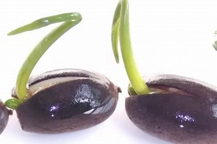 莲子发芽后长多大放入泥里？