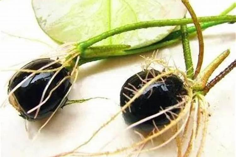 小区水系种植荷花好不好？