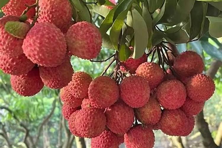 荔枝幼果期能施高钾复合肥吗？