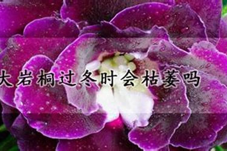 大岩桐开花时用什么肥