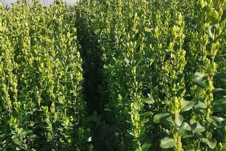 黄杨用什么肥料好