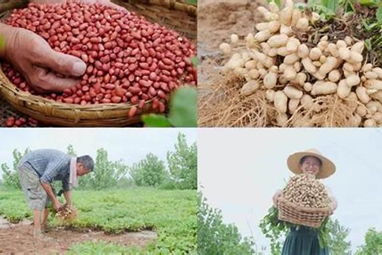 磷肥种花生怎么使用