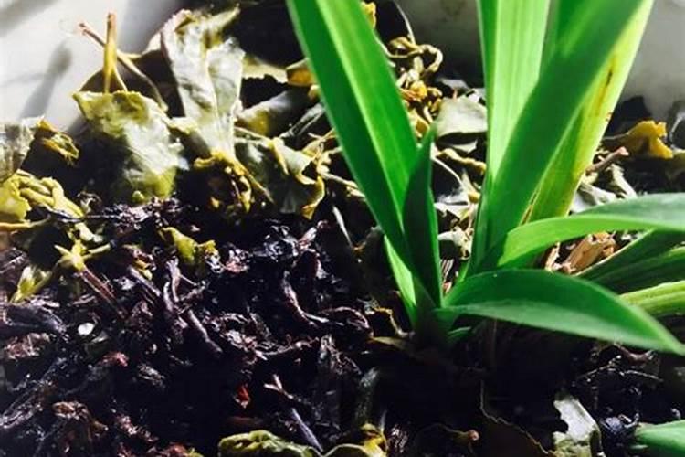 茶叶给大蒜当肥料有没有毒？