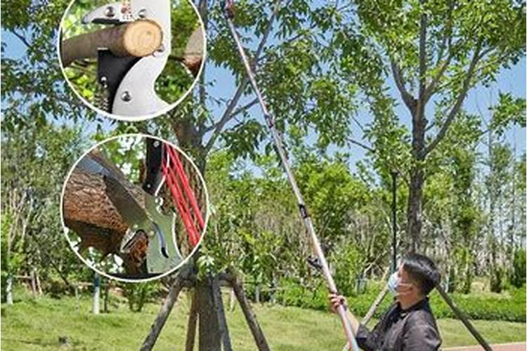 龙眼用什么叶面肥能老熟快点