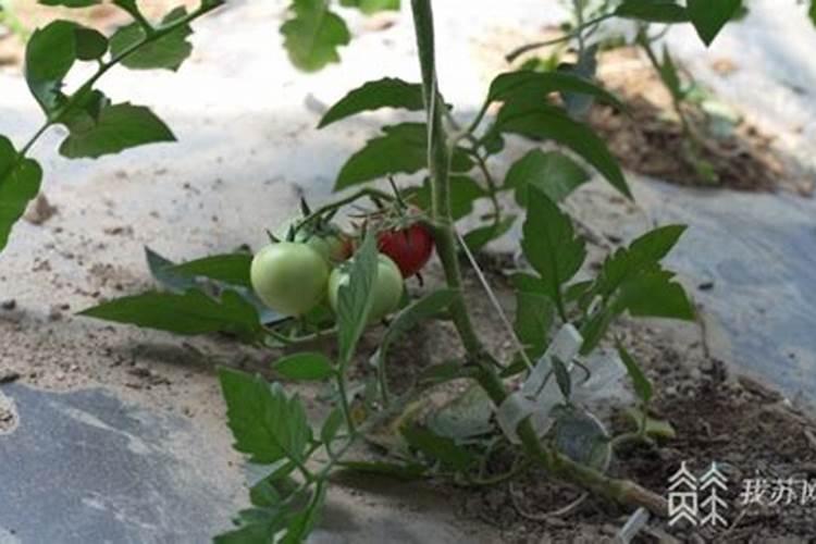 番茄挂果后怎么施肥 番茄施肥用什么肥料好