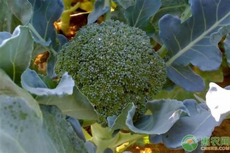 花菜施什么肥最好