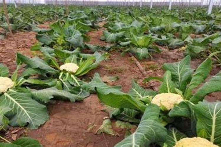 花菜怎样施肥长得好？种花菜用什么肥料能高产？