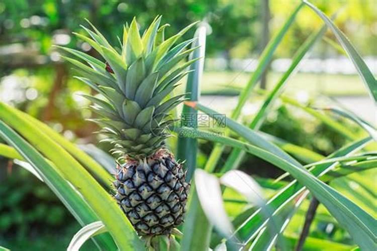 请问菠萝叶面肥那些比较安全