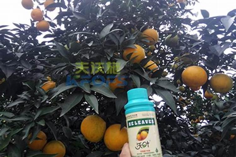 蝴蝶兰开花期怎么浇水