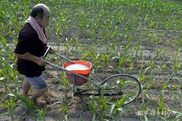 玉米后期追什么肥料好