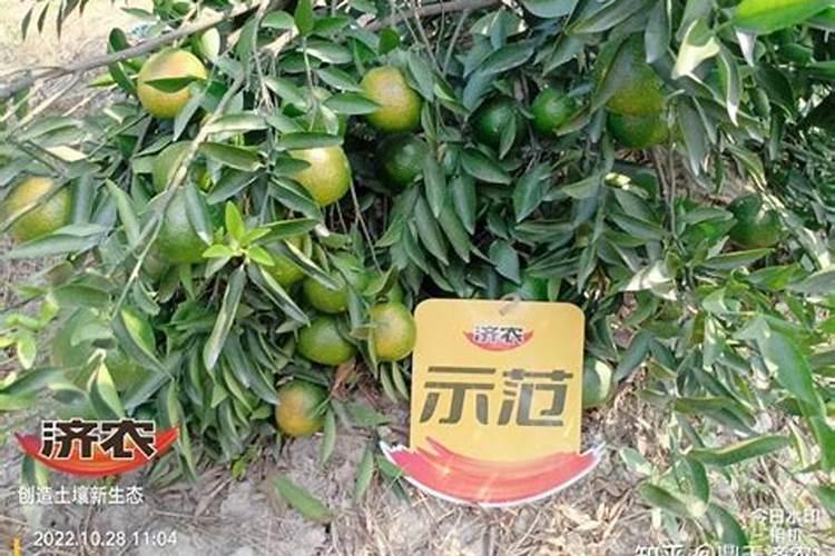 柑桔黄化病是什么？