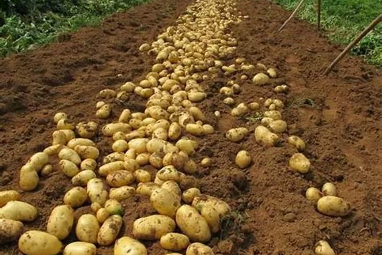 磷肥硼肥同时用好不好,硼肥起什么作用