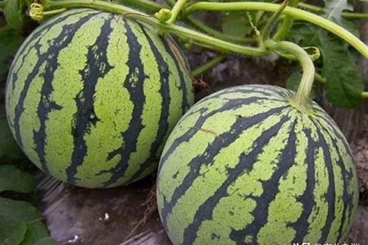 西瓜一亩地上多少底肥料？