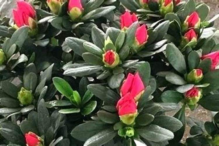 杜鹃花立秋后应怎样养