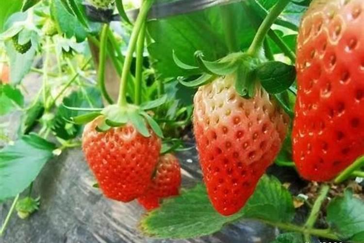 春季草莓怎样防旺长
