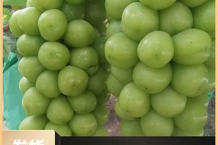 阳光玫瑰什么用中钾肥最好