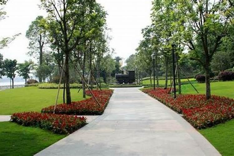 石楠苗要多长叶子用什么叶面肥好？