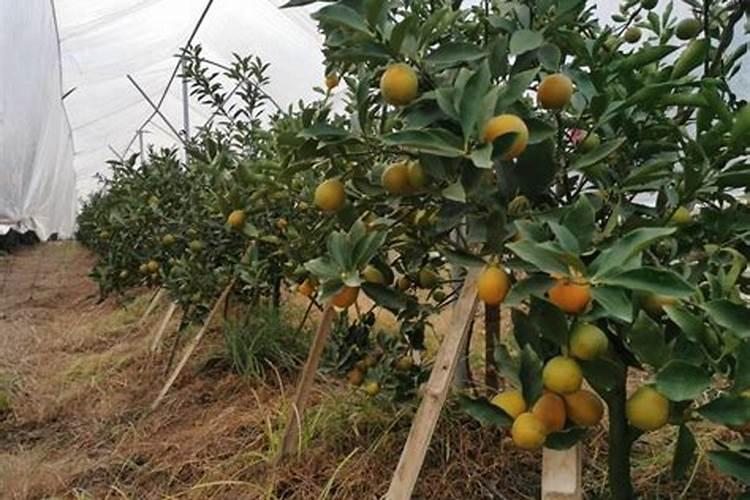 要让脆蜜金桔果皮变软该打哪种药