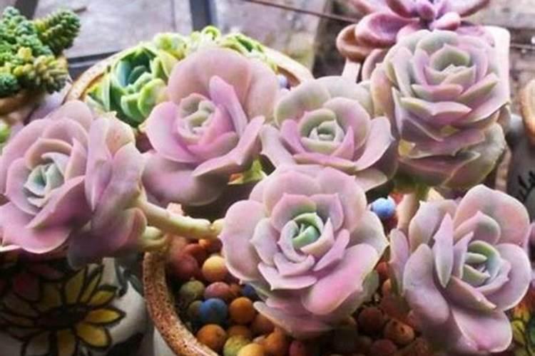 多肉可爱玫瑰怎样种才好看