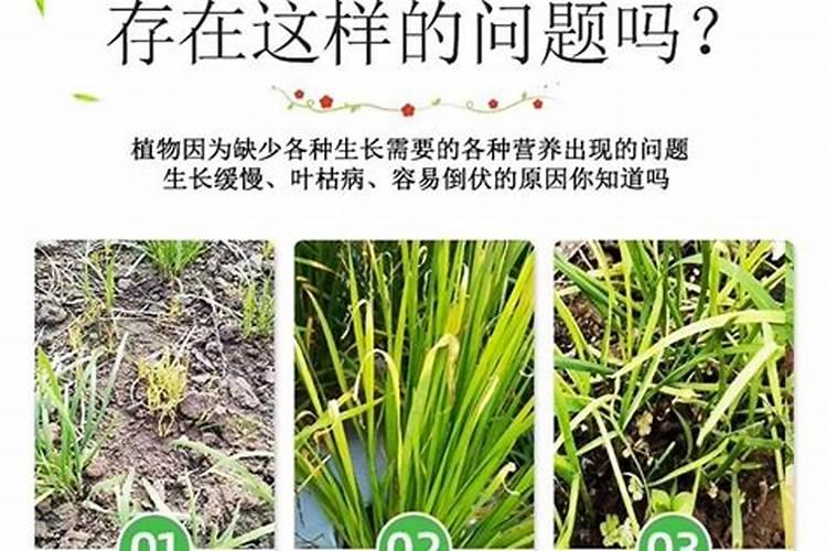 大葱、大蒜和韭菜最怕什么肥料？这3种肥料别乱用,否则干尖黄叶