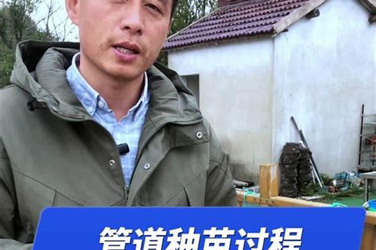 玉米这种作物是不是不需要经常浇水？