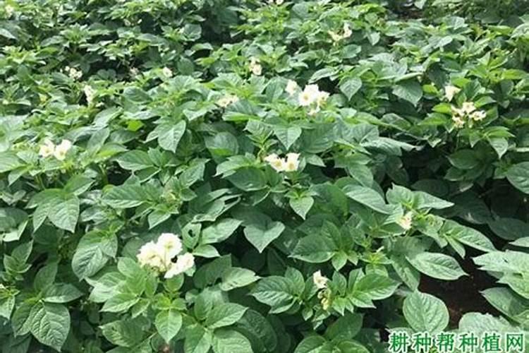 柚子树苗施什么肥