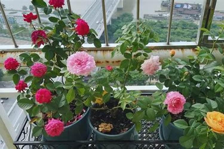 怎样做花土不烂根