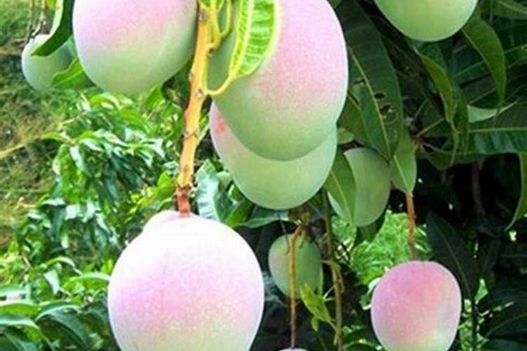 芒果施什么肥料？芒果高产施肥的方法!