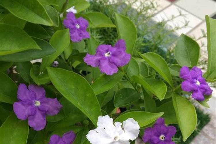 双色茉莉花期养护方法