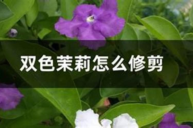 双色茉莉怎么施肥