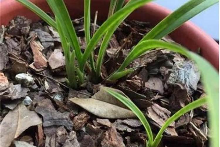 兰花缺肥有什么表现