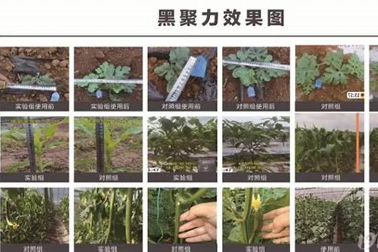 胺鲜酯达到膨大目的的配方是怎样的
