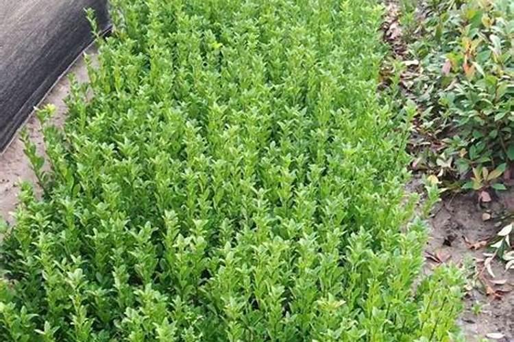 大叶黄杨的施肥与管理方法及病害防治