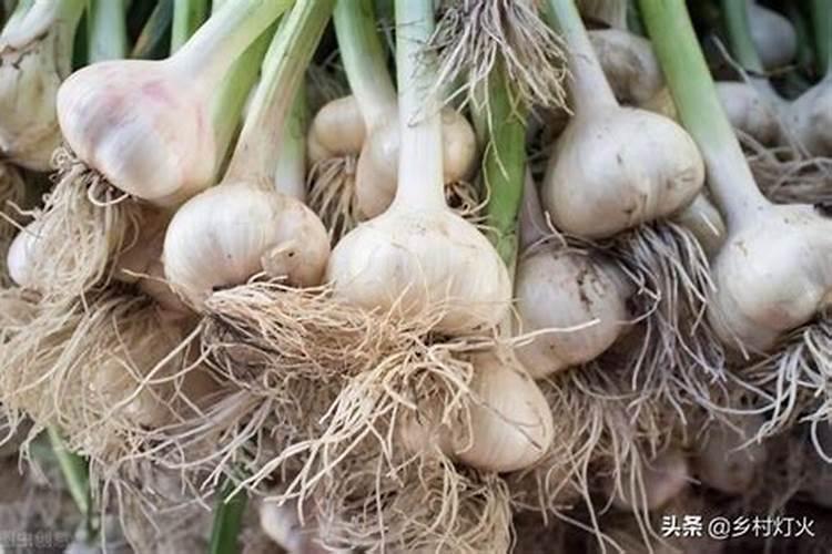 大蒜最忌讳的肥料