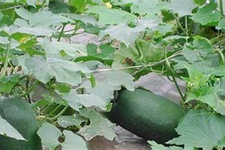 冬瓜结瓜了老落掉了怎么办