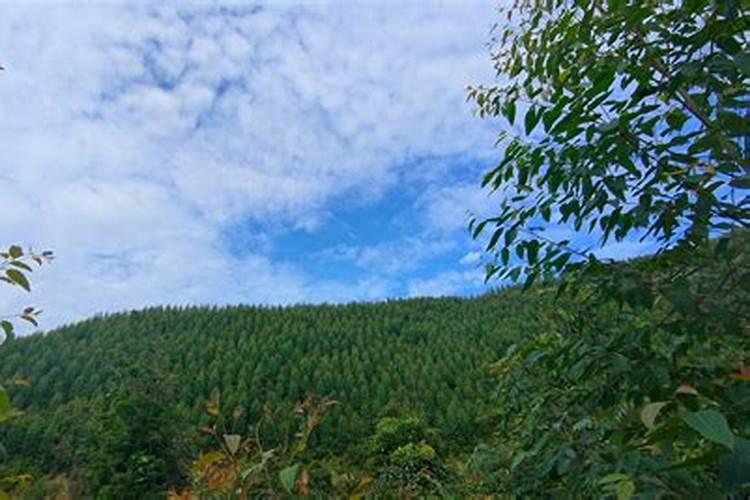 求教尾叶桉叶子枯萎怎么办？急·!!!